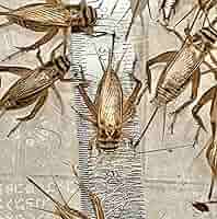 イエコML500gイエコM200gフタホシML1kg 91YK+mteiEL._AC_SY200_QL15_.jpg